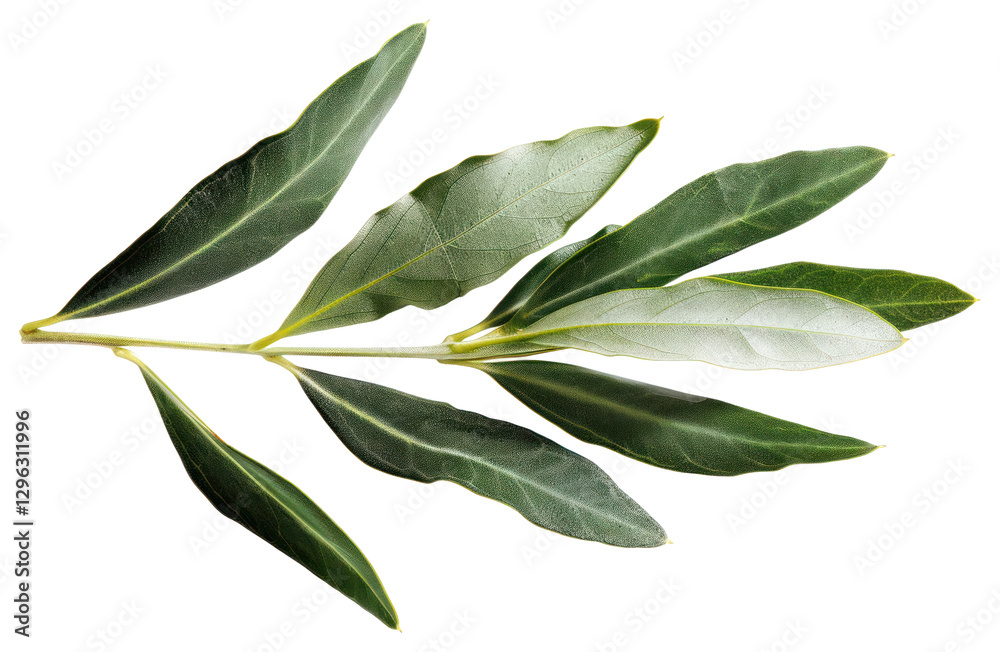 PNG Olive leaf plant olive olive leaves. PNG Olive leaf plant olive olive leaves.