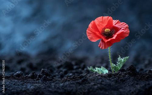 Red Poppy Flower in Soil – Remembrance and Hope Concept