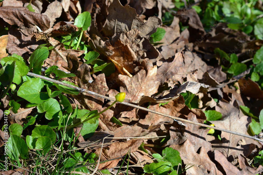 Small Yellow Flower Emerging in dry leaves Small Yellow Flower Emerging in dry leaves