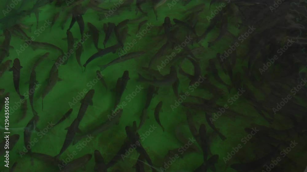 Medium-sized trout swimming in a fish farm tank - 418
Medium-sized trout swimming in a fish farm tank - 418
