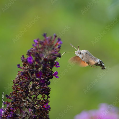 Macroglossum stellatarum photo