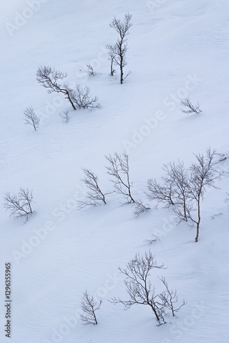 Wallpaper Mural Beautiful small trees growing in the mountains above nordic fjords. Norway winter landscape during arctic day. Arctic nature in Scandinavia during winter season. Torontodigital.ca