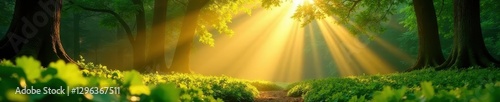 Golden sunlight streams through canopy, illuminating lush green undergrowth, forest, woods, light