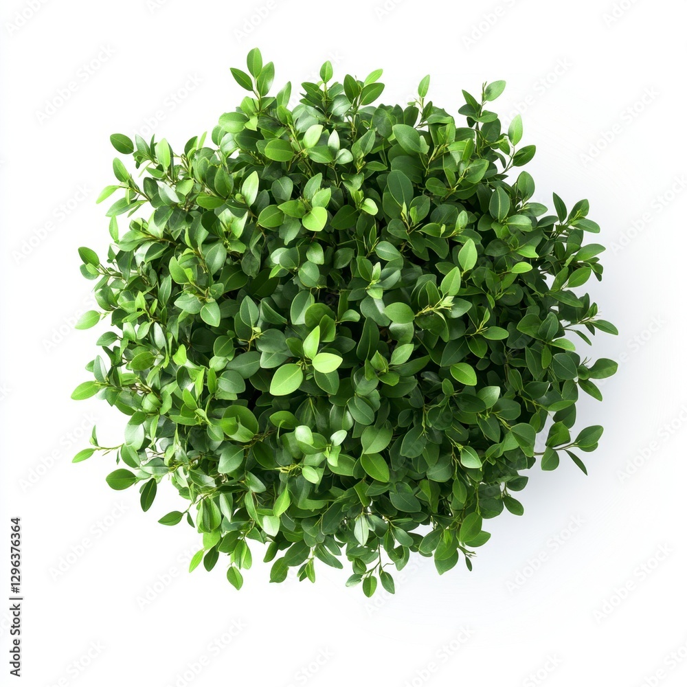 Obraz premium Lush Green Plant Top View Natural Foliage for Home Decor