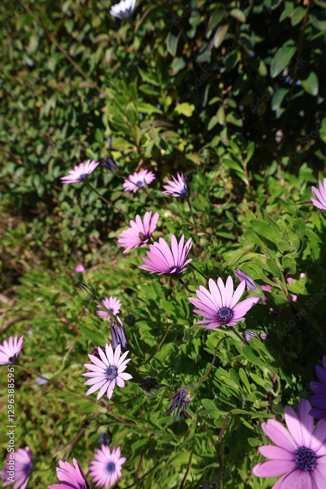 Fototapeta premium Pink flower greenery. osteospermum High quality photo