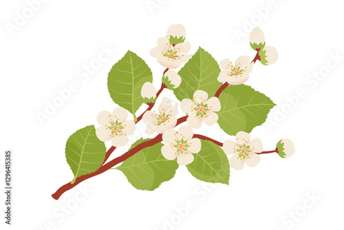 White peach, apricot, apple, or cherry flowering blossom branch. Vector illustration in hand-drawn flat style