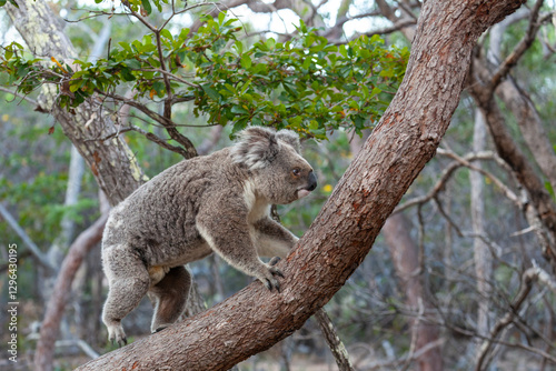 Alter männlicher Koala klettert den Baum hinauf.