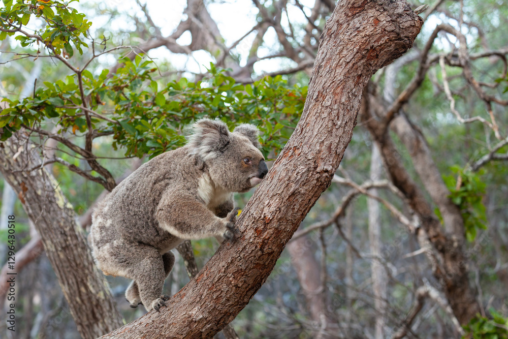 Obraz premium Alter männlicher Koala klettert den Baum hinauf.
