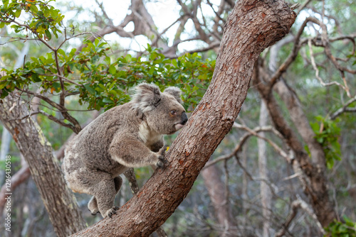 Alter männlicher Koala klettert den Baum hinauf.