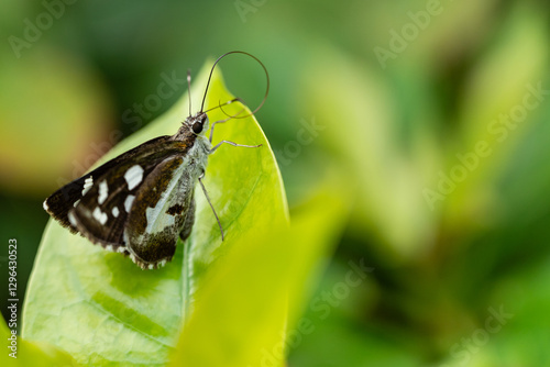 Silver-Spotted Skipper Butterfly Perched on Green Leaf, Close-Up Macro