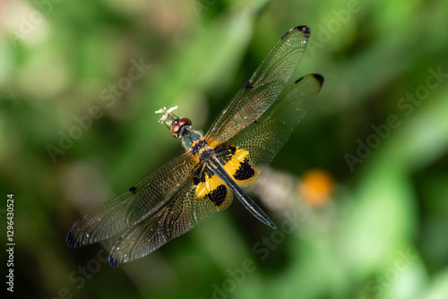 Rhyothemis Phyllis Dragonfly (Yellow-striped Flutterer) Perched on a Twig: A Detailed Close-Up in its Natural Habitat