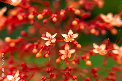 Pagoda Flower (Clerodendrum paniculatum) Blossoms in Vibrant Red and White