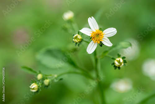 Delicate White Bidens Alba Flower with Yellow Center and Green Background