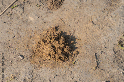 Image shows a close-up of disturbed soil or mud with organic matterseeds, in an outdoor setting, possibly early morning or late afternoon No landmarks, texts, or distinguishing marks Realistic sty photo