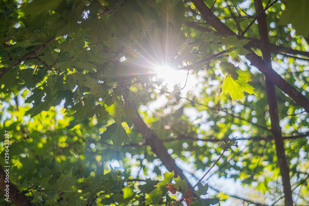 A photograph of an upward shot towards a sunlit canopy of trees A photograph of an upward shot towards a sunlit canopy of trees