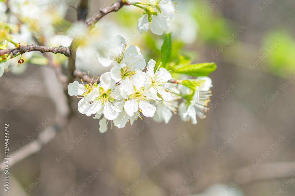 Close-up view of blooming cherry blossoms with varying stages, softly blurred background enhancing focus Close-up view of blooming cherry blossoms with varying stages, softly blurred background enhancing focus