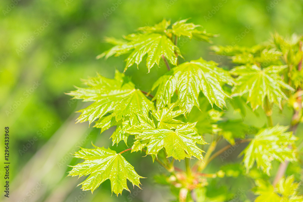 Close-up image of serrated green leaves densely packed on a stem or branch, under diffuse lighting conditions with blurred background Close-up image of serrated green leaves densely packed on a stem or branch, under diffuse lighting conditions with blurred background