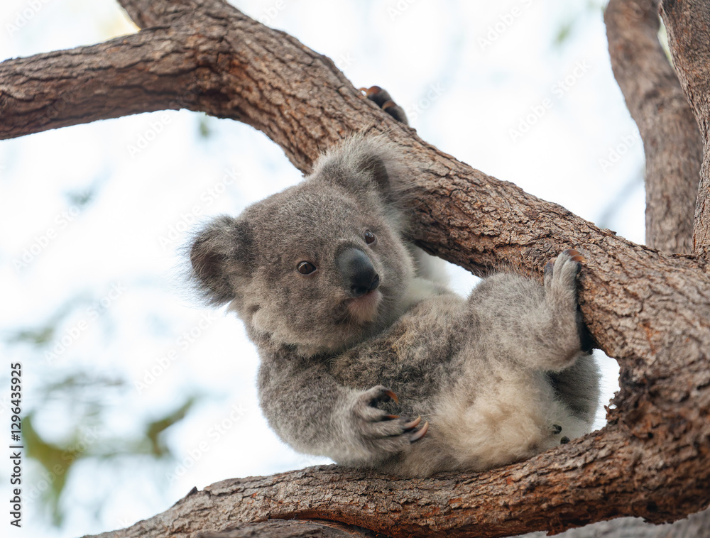 Fototapeta premium süsses Koala Jungtier auf dem Baum.