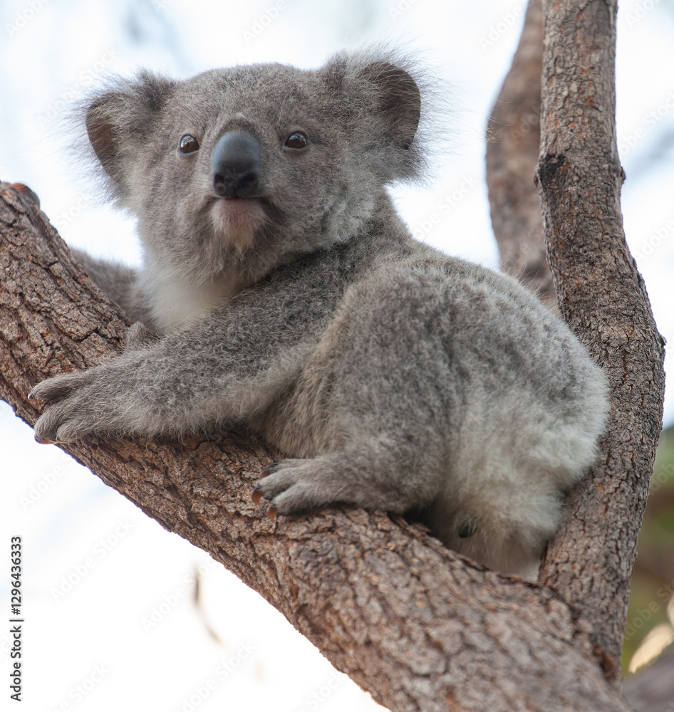 Fototapeta premium süsses Koala Jungtier schaut vom Baum herunter.