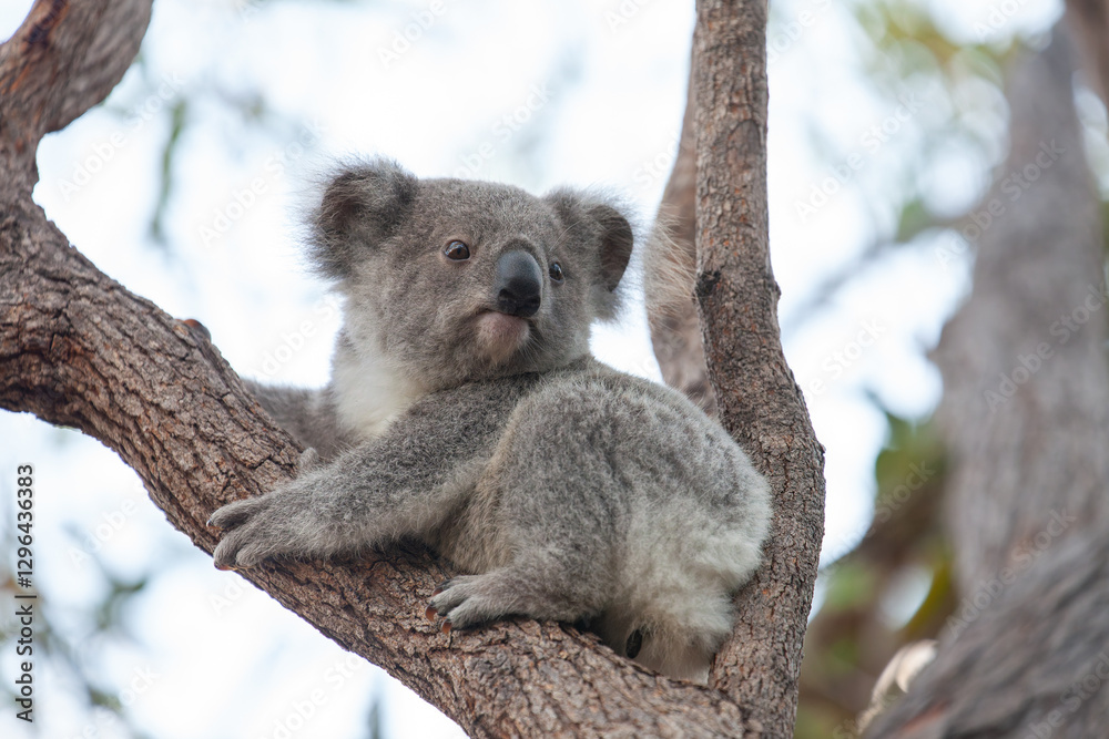 Fototapeta premium süsses Koala Jungtier auf dem Baum.