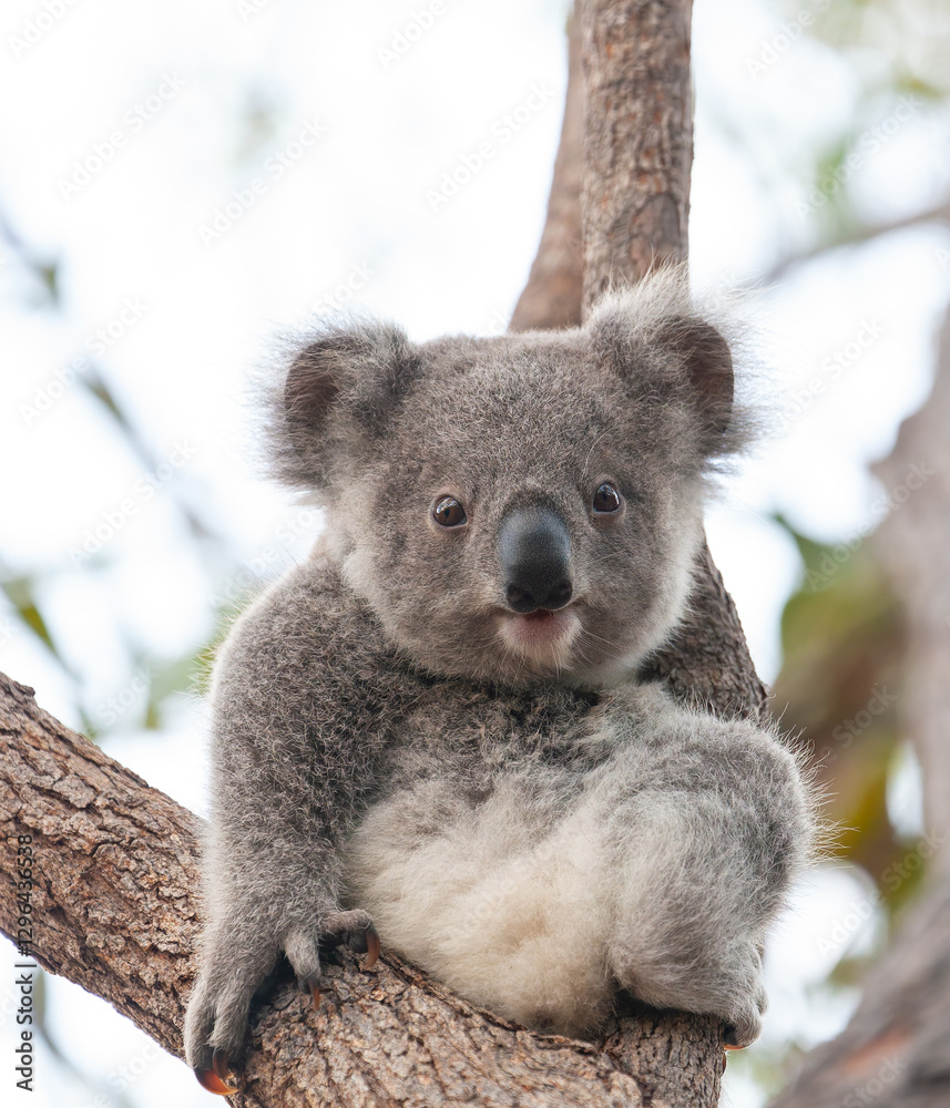 Fototapeta premium süsses Koala Jungtier auf dem Baum.