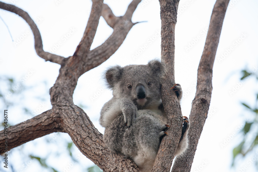Fototapeta premium süsses Koala Jungtier auf dem Baum.