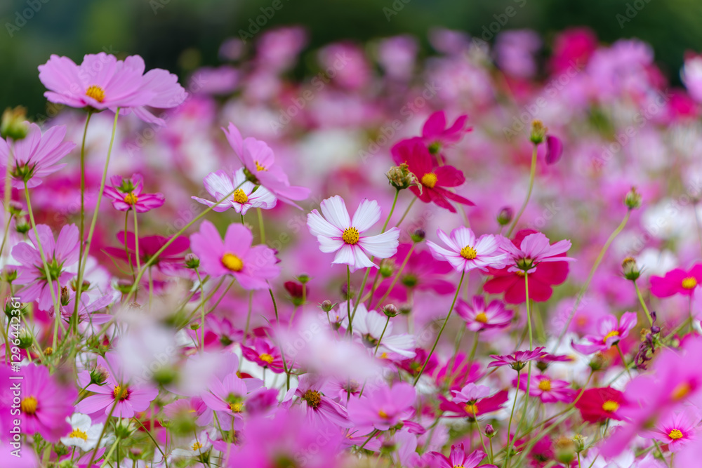 ピンクのコスモス畑