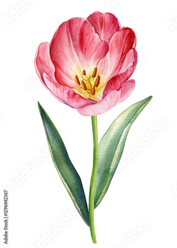Tulips flower. Hand-painted pink tulip watercolor painting, elegant floral design with pink petals and green stems. Blooming illustration