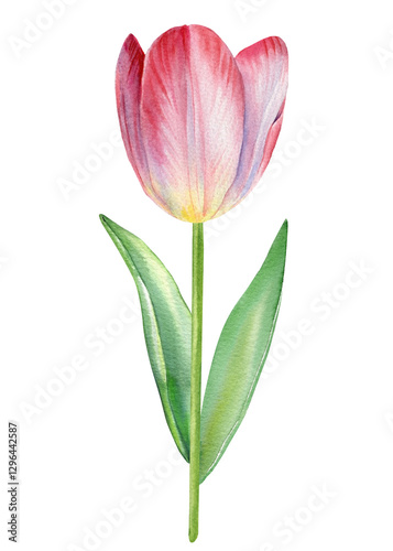 Tulips flower. Hand-painted pink tulip watercolor painting, elegant floral design with pink petals and green stems. Blooming illustration