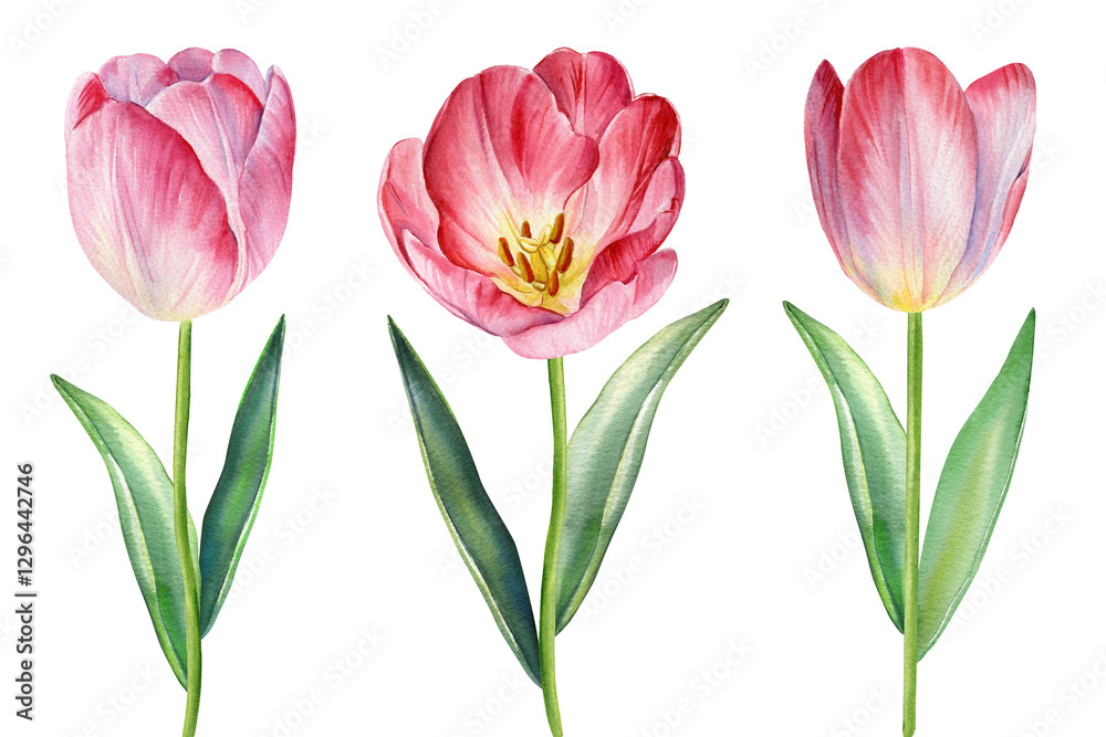Tulips flowers set. Hand-painted pink tulips in watercolor style, elegant floral design with pink petals and green stems Tulips flowers set. Hand-painted pink tulips in watercolor style, elegant floral design with pink petals and green stems