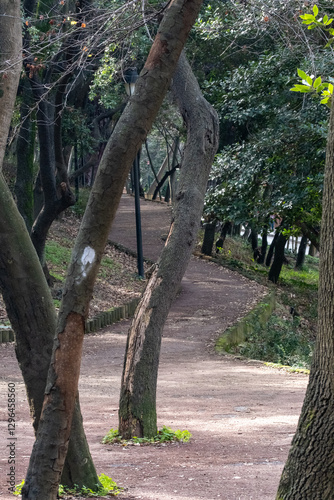 jogging path in the park among the trees