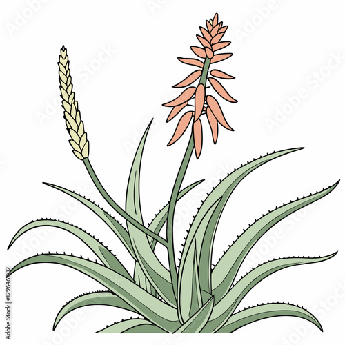 vector illustration of an aloevera plant