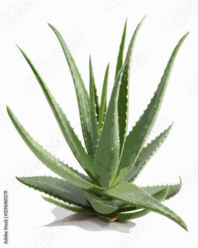 aloe vera plant isolated on white