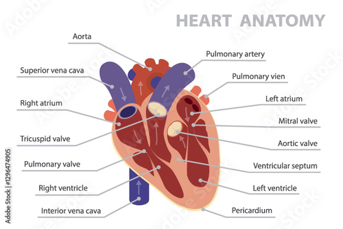 Cross section of human heart. Circulation of blood through the heart. Main parts of heart anatomy. Flat vector poster on white background.