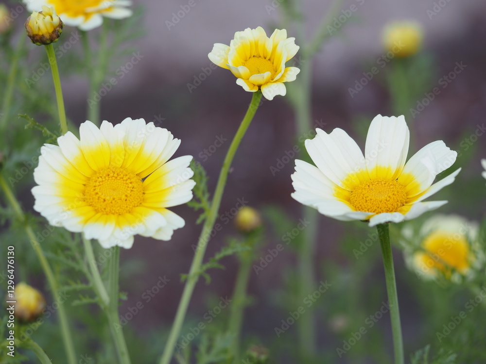 野菜の花　春菊の花