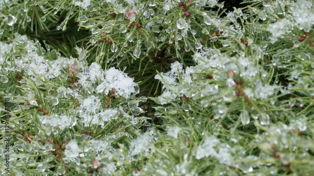 custom made wallpaper toronto digitalA pine tree covered in snow, with branches covered in white snow. The tree is bare and the snow is covering it completely