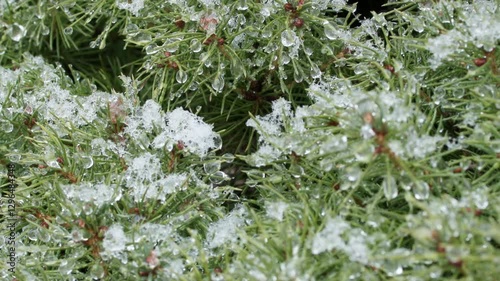 Wallpaper Mural A pine tree covered in snow, with branches covered in white snow. The tree is bare and the snow is covering it completely Torontodigital.ca