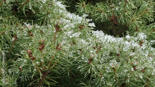 Wallpaper Mural A pine tree covered in snow, with branches covered in white snow. The tree is bare and the snow is covering it completely Torontodigital.ca