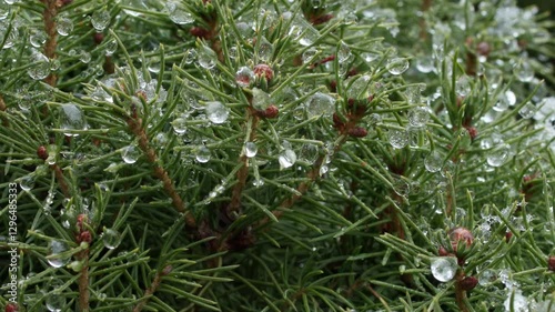 Wallpaper Mural A pine tree covered in snow, with branches covered in white snow. The tree is bare and the snow is covering it completely Torontodigital.ca