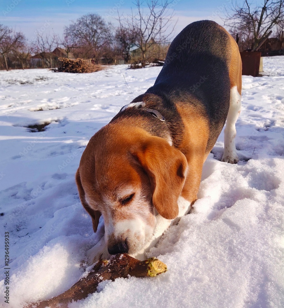 Beagle dog sniffing a stick against a snowy winter landscape Beagle dog sniffing a stick against a snowy winter landscape