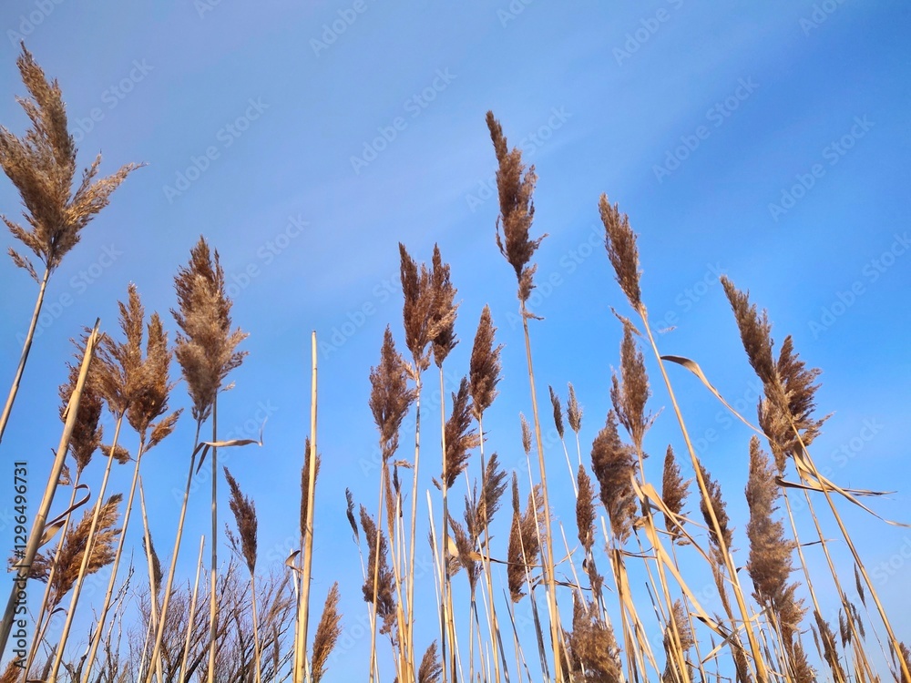 Reed, bulrush against the blue sky Reed, bulrush against the blue sky