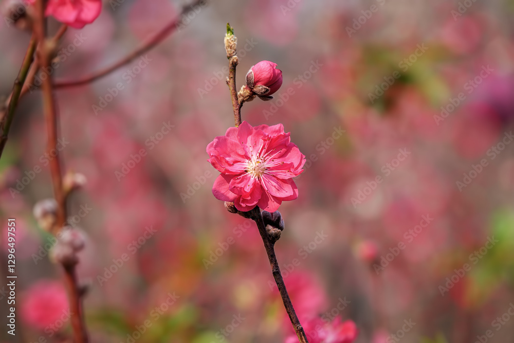 Chinese plum ( Prunus japonica or Oriental bush cherry) flower blooming in monochrome Chinese plum ( Prunus japonica or Oriental bush cherry) flower blooming in monochrome