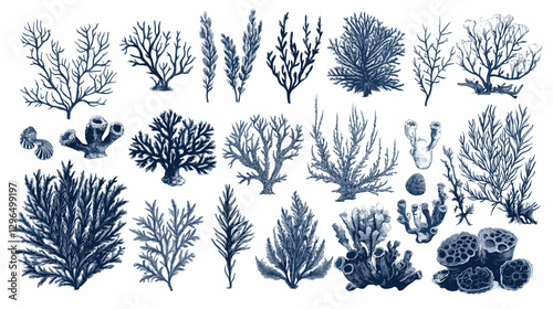 Corals and seaweed. Vector Hand Drawn Coral Sketch Botanical Illustration. Underwater flora, sea plants. Line art clipart. Vintage pink and blue marine plants isolated on a white background