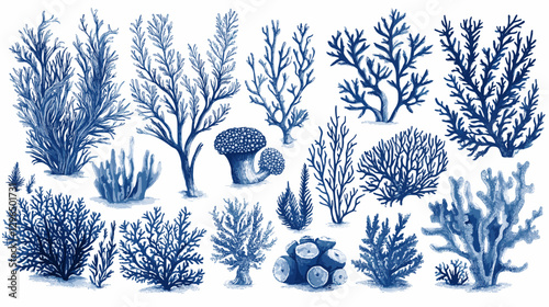 Corals and seaweed. Vector Hand Drawn Coral Sketch Botanical Illustration. Underwater flora, sea plants. Line art clipart. Vintage pink and blue marine plants isolated on a white background