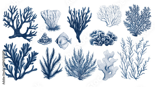 Corals and seaweed. Vector Hand Drawn Coral Sketch Botanical Illustration. Underwater flora, sea plants. Line art clipart. Vintage pink and blue marine plants isolated on a white background