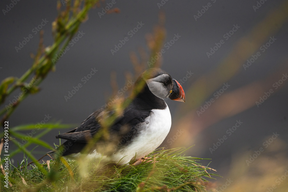 Fototapeta premium Nonbreeding adult Atlantic puffin resting on grassy cliffs at Dyrhólaey, South Iceland