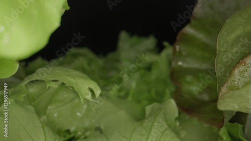 Macrography, fresh lettuce leaves stand out against a black background, creating a striking visual contrast.