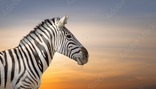 zebra at sunset