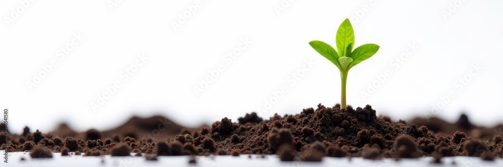 Tiny sprout emerges from rich soil, white backdrop, isolated, healthy Tiny sprout emerges from rich soil, white backdrop, isolated, healthy
