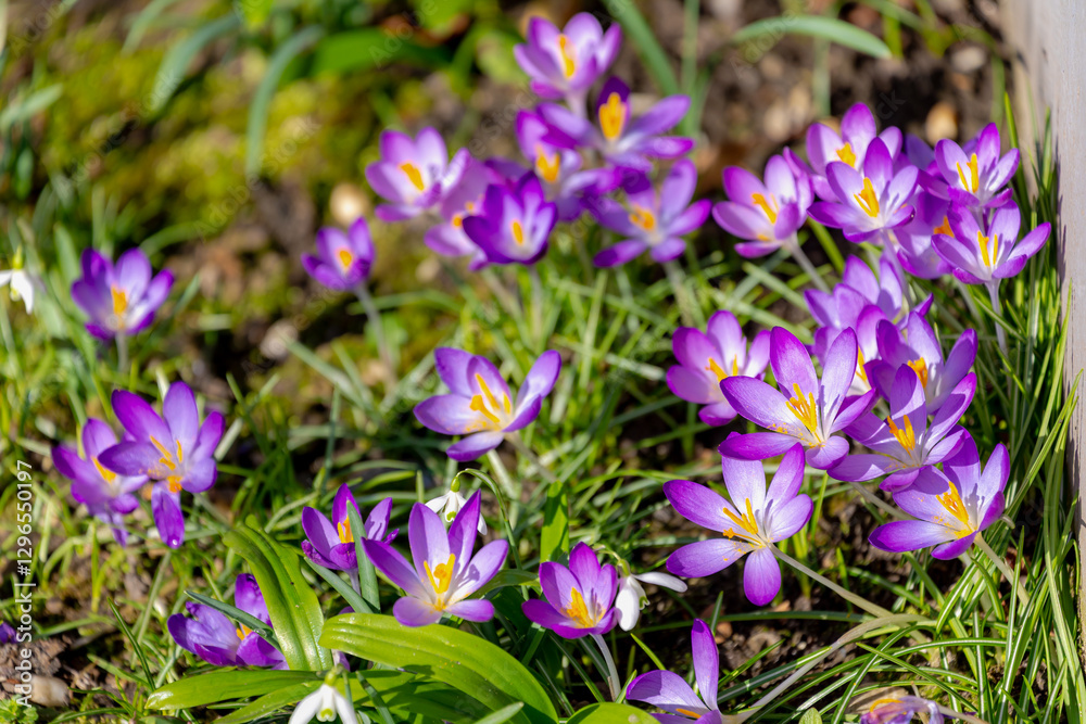 Selective focus of purple flower with green leaves, Crocus is a genus of flowering plants in the family Iridaceae, The flowers are one of the brightest and earliest in spring bloom, Natural background Selective focus of purple flower with green leaves, Crocus is a genus of flowering plants in the family Iridaceae, The flowers are one of the brightest and earliest in spring bloom, Natural background